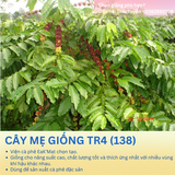  Cây Ghép - Giống cà phê vối TR4 (138) 