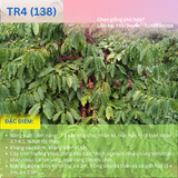  Cây lá má, lá sò - Giống cà phê vối TR4 (138) 