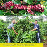  Cây lá má, lá sò - Giống cà phê vối TR4 (138) 