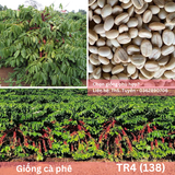  Cây Ghép - Giống cà phê vối TR4 (138) 