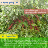  Cây Ghép - Giống cà phê vối TR9 (414) 