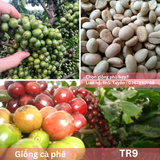  Cây Ghép - Giống cà phê vối TR9 (414) 