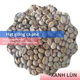  Hạt Giống - Giống cà phê Xanh Lùn 