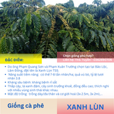  Cây Ghép - Giống cà phê Xanh Lùn 