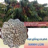  Hạt Giống - Giống cà phê Xanh Lùn 