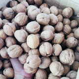  Óc Chó Vàng - hạt 