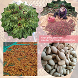  Hạt Giống - Giống cà phê vối TR9 