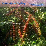  Cây Ghép - Giống cà phê vối TR4 (138) 