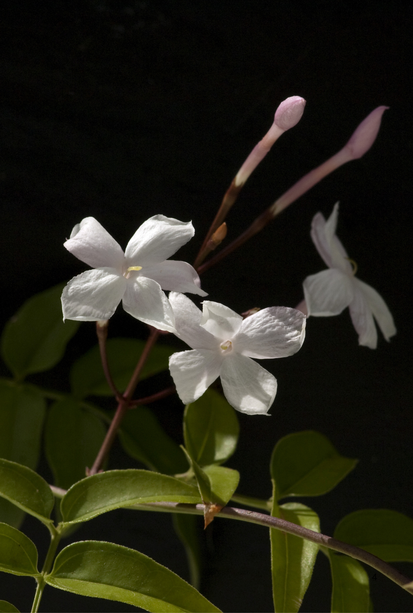 Jasmine CO2, India – Nezéum