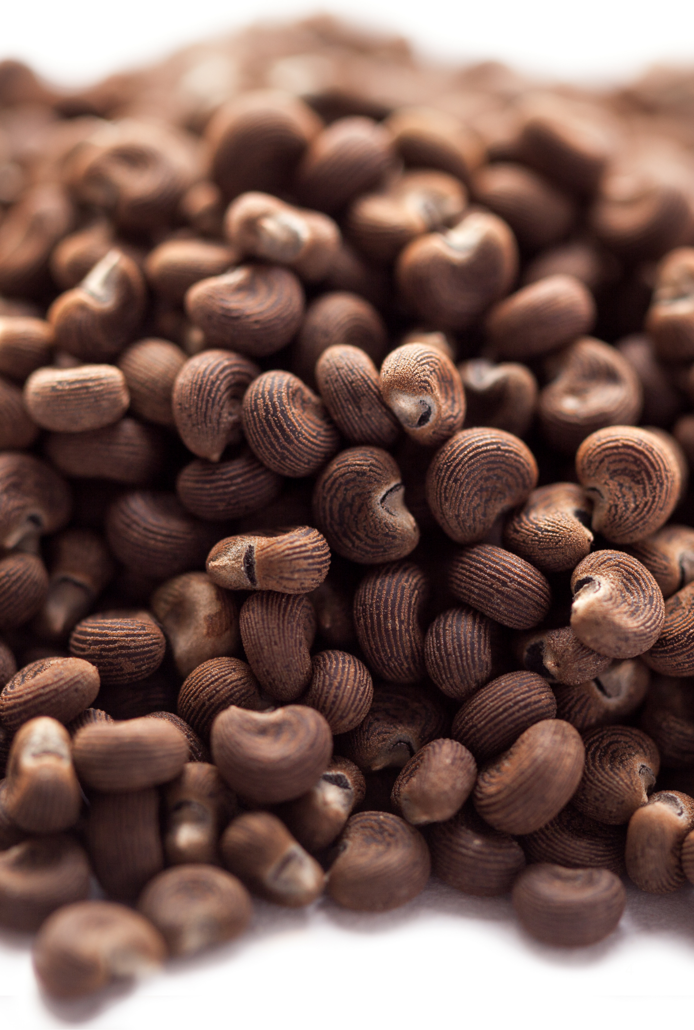 Ambrette Seed Absolute (Robertet) – Nezéum