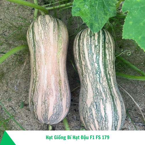 Mai's Family Striped Butternut Squash Seeds – Hạt Giống Bí Hạt Đậu F1 NON-GMO