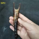  Dụng cụ massage mũi sừng trâu Mnistore hình dáng hình xoắn ốc kích thước 10-12cm Giải Pháp Hoàn Hảo Cho Mũi Thon Gọn, Thanh Thoát 