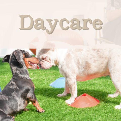 Pet Daycare Wellness