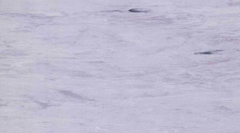  Sàn Vinyl Gerflor 2029 