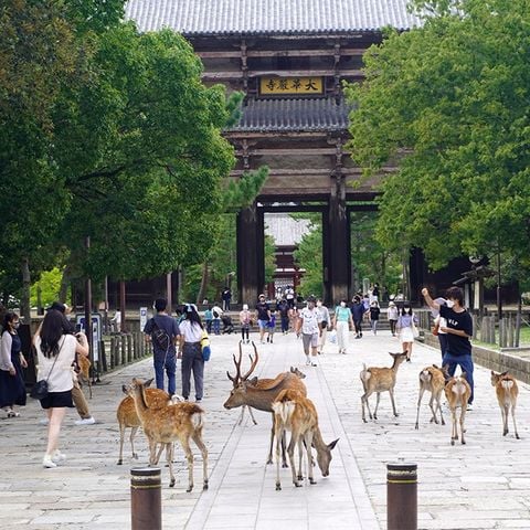 NHẬT BẢN - CUNG ĐƯỜNG VÀNG: Tokyo - Fuji - Nagoya - Kyoto - Osaka