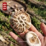  Nấm Đông Cô Bông 5cm 