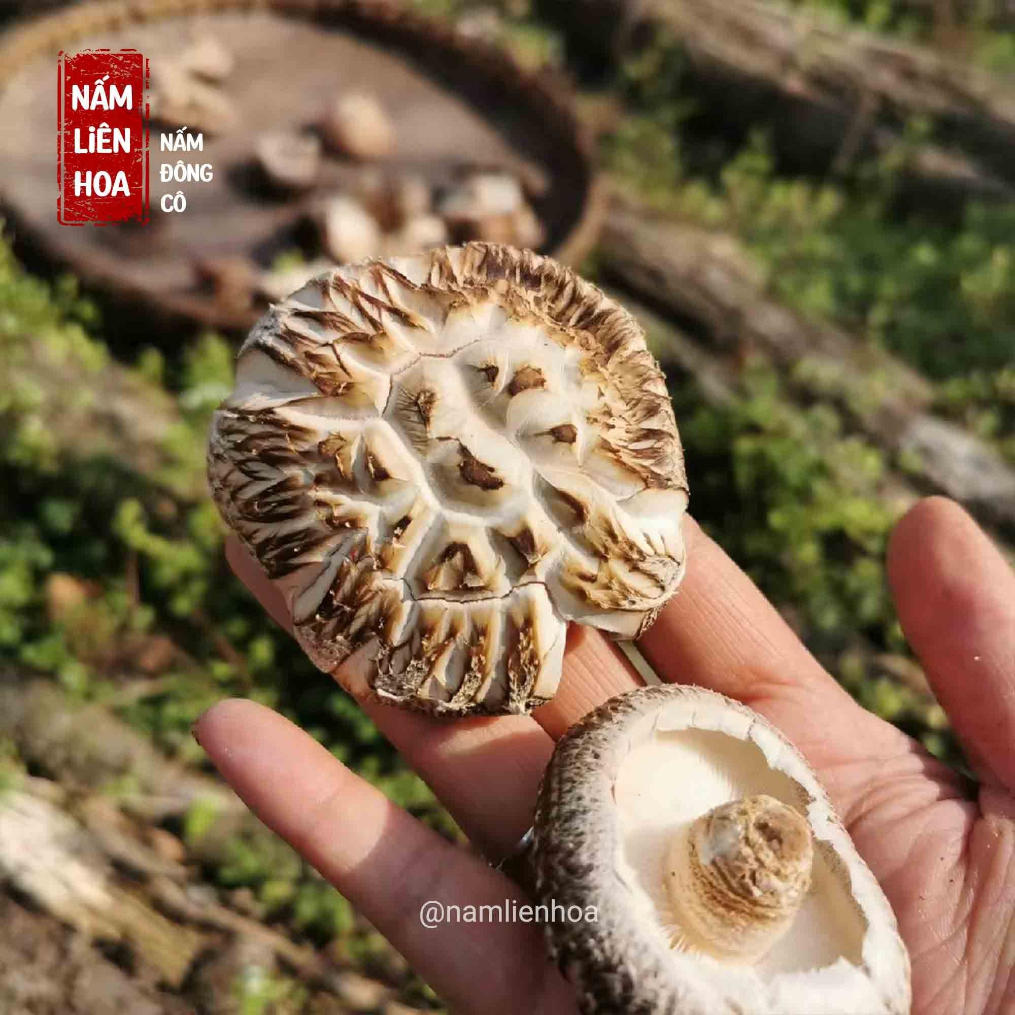  Nấm Đông Cô Bông 5cm 
