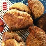  Nấm Hầu Thủ 