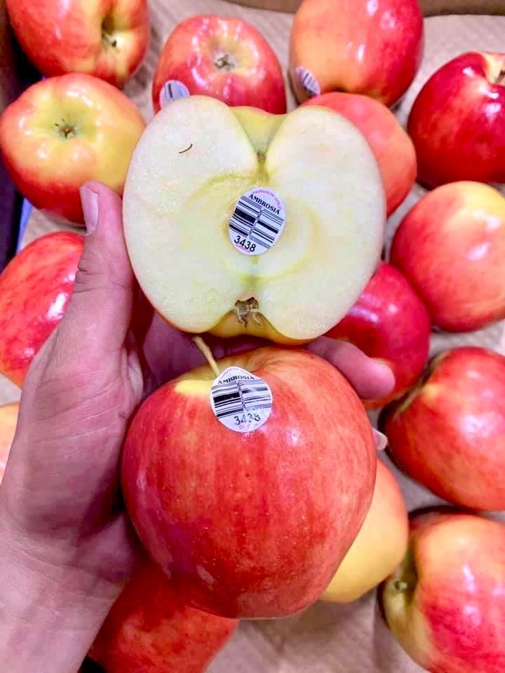 Táo Ambrosia Size 36