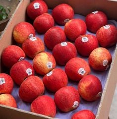 Táo Envy New Zealand Size 100