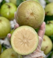 Vú Sữa Bơ Hồng