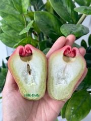 Mận Hồng Sóc Trăng