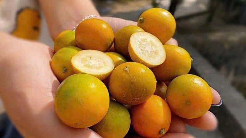 Tắc Đài Loan 500g