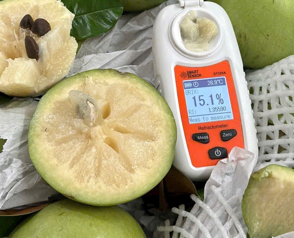 Vú Sữa Bơ Hồng