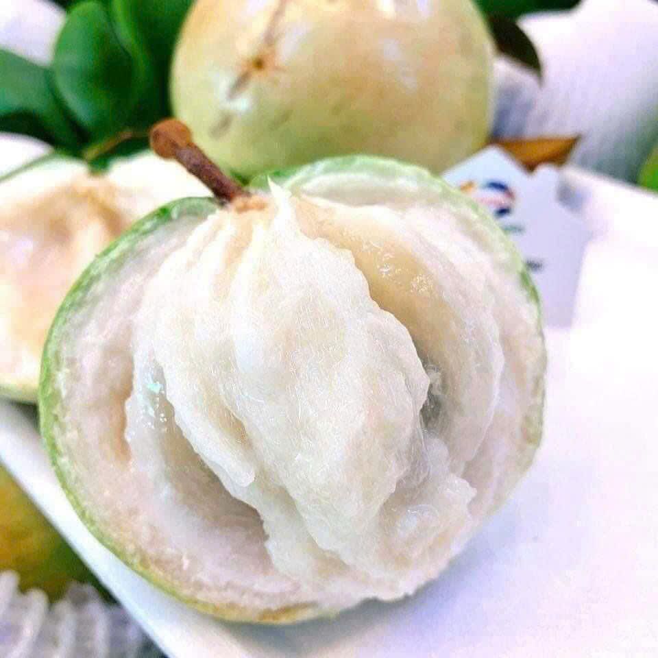 Vú Sữa Bơ Hồng