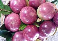 Vú Sữa Lò Rèn Tím
