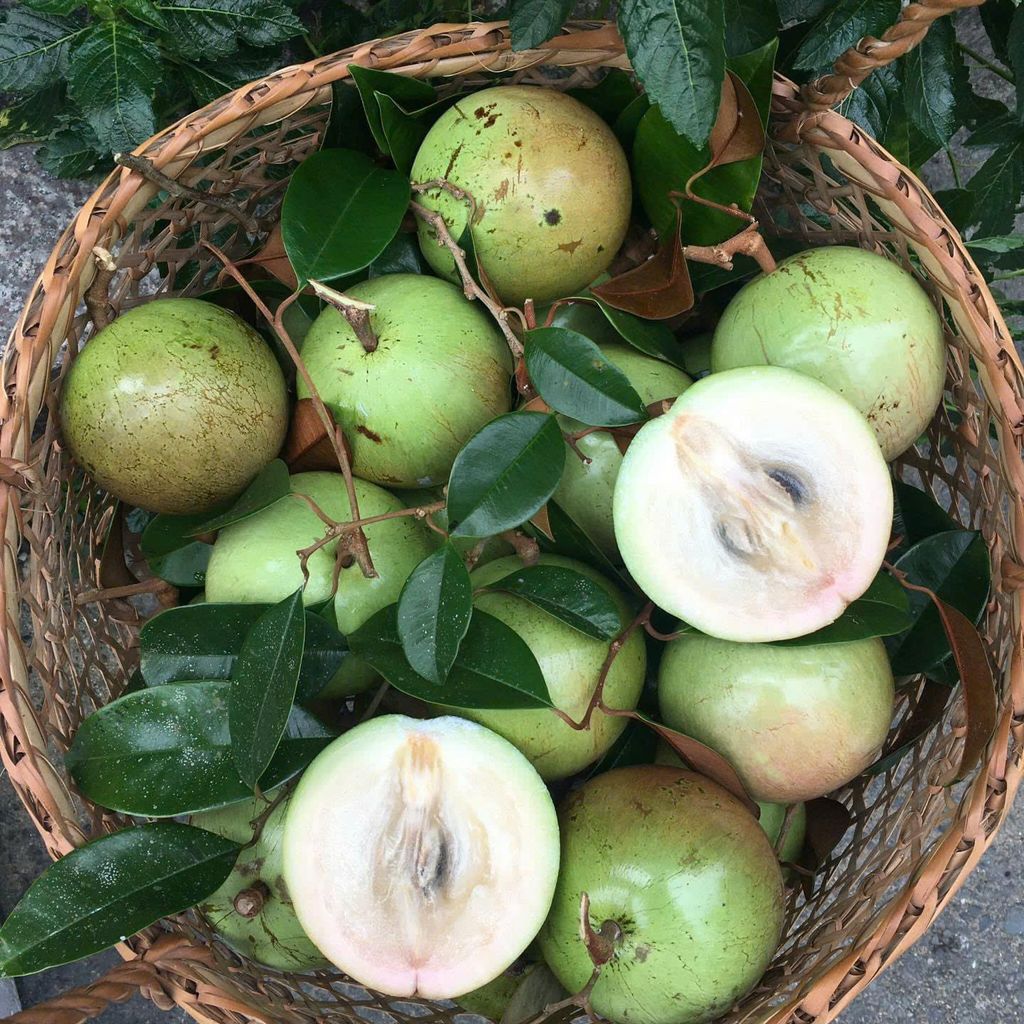 Vú Sữa Bơ Hồng