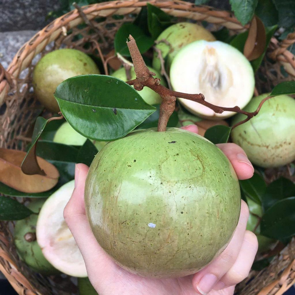 Vú Sữa Bơ Hồng