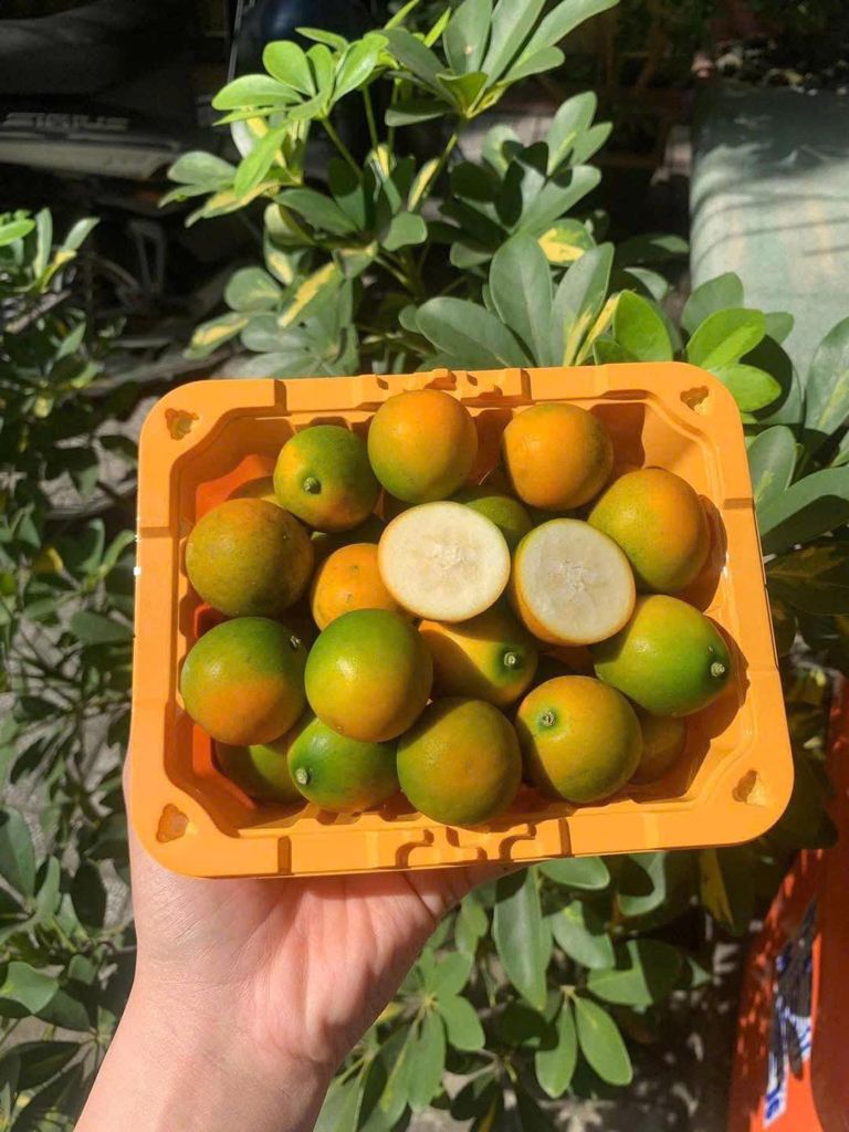 Tắc Đài Loan 500g