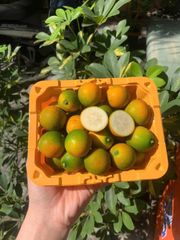 Tắc Đài Loan 500g