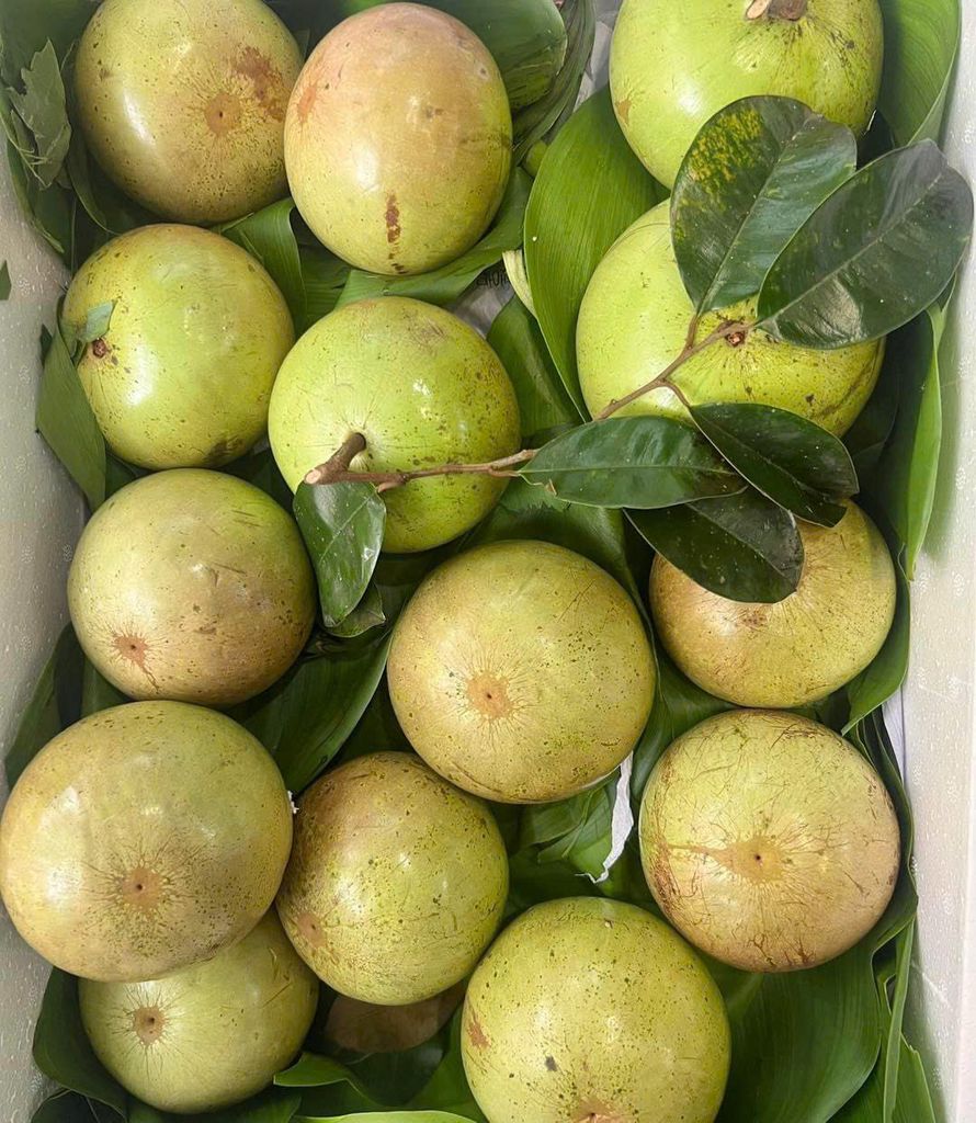 Vú Sữa Bơ Hồng