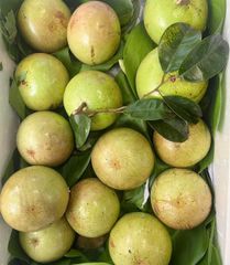 Vú Sữa Bơ Hồng