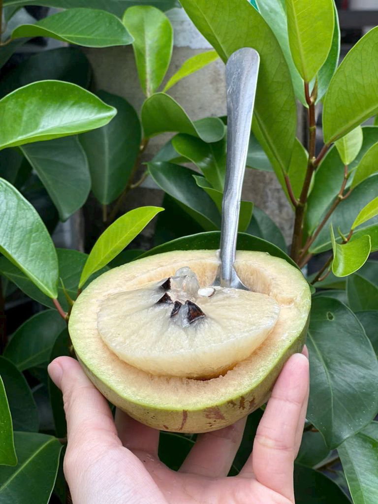 Vú Sữa Bơ Hồng