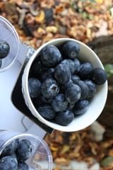 Blue Maroc Ống (200g)
