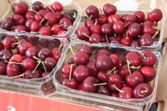 Cherry Mỹ Size 9