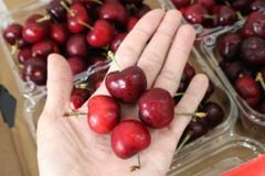 Cherry Mỹ Size 9