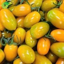  Cà chua bi cherry vàng hữu cơ 