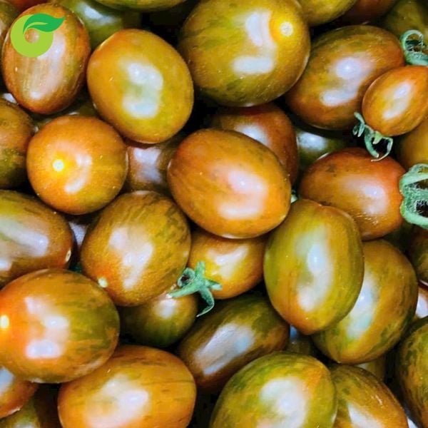  Cà chua cherry socola 