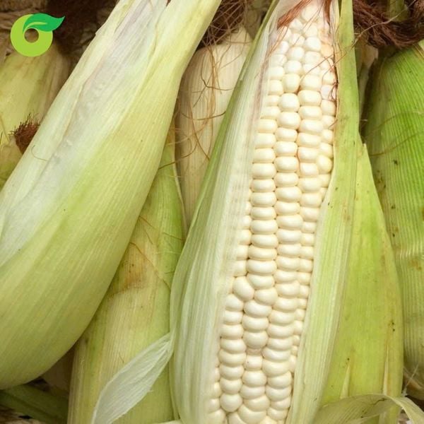  Bắp nếp / Ngô nếp 