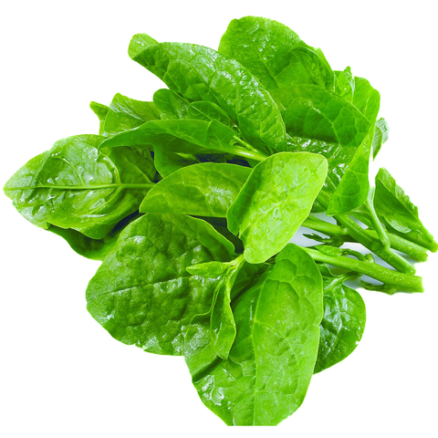  Mồng tơi hữu cơ 