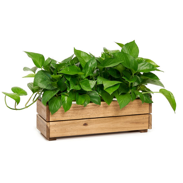  Planter Box - Small 