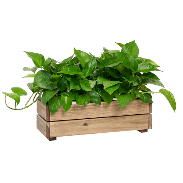  Planter Box - Small 