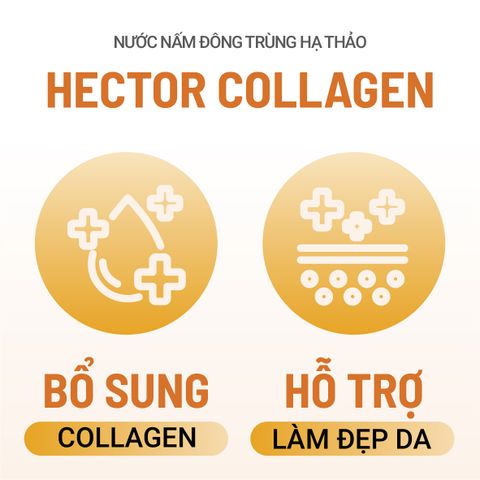 Bộ 2 Hộp Nước Nấm Đông Trùng Hạ Thảo HECTOR Sâm và HECTOR Collagen tăng đề kháng chống lão hóa