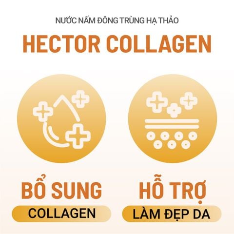 Bộ 3 hộp Thực phẩm bảo vệ sức khỏe Nước nấm đông trùng hạ thảo Hector Collagen