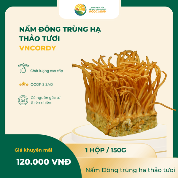  Nấm Đông trùng hạ thảo tươi 150g 
