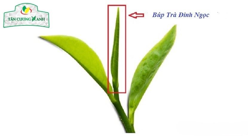 Trà Đinh Tân Cương Tiến Quan 200gram